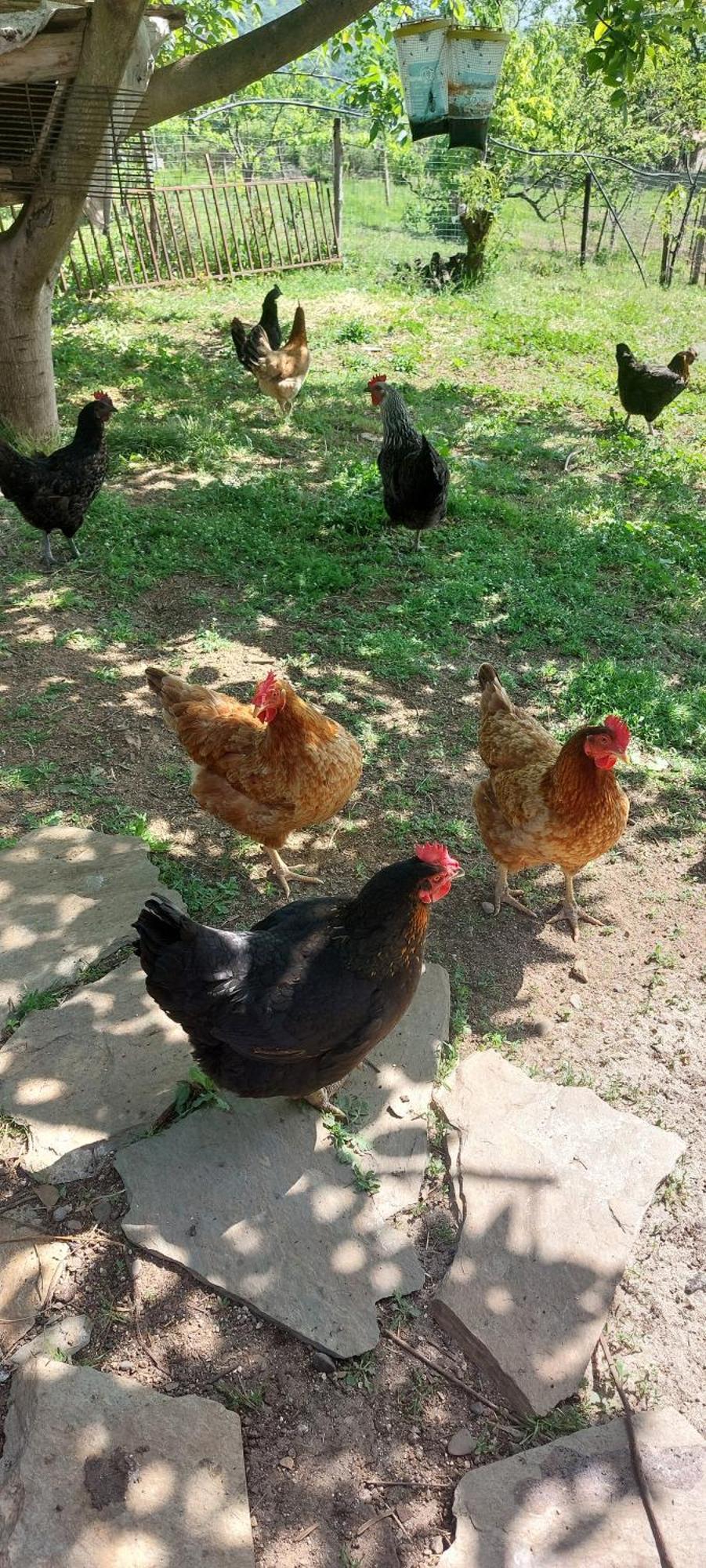 Country Home Genesi 20 Min From Trikala Exterior photo